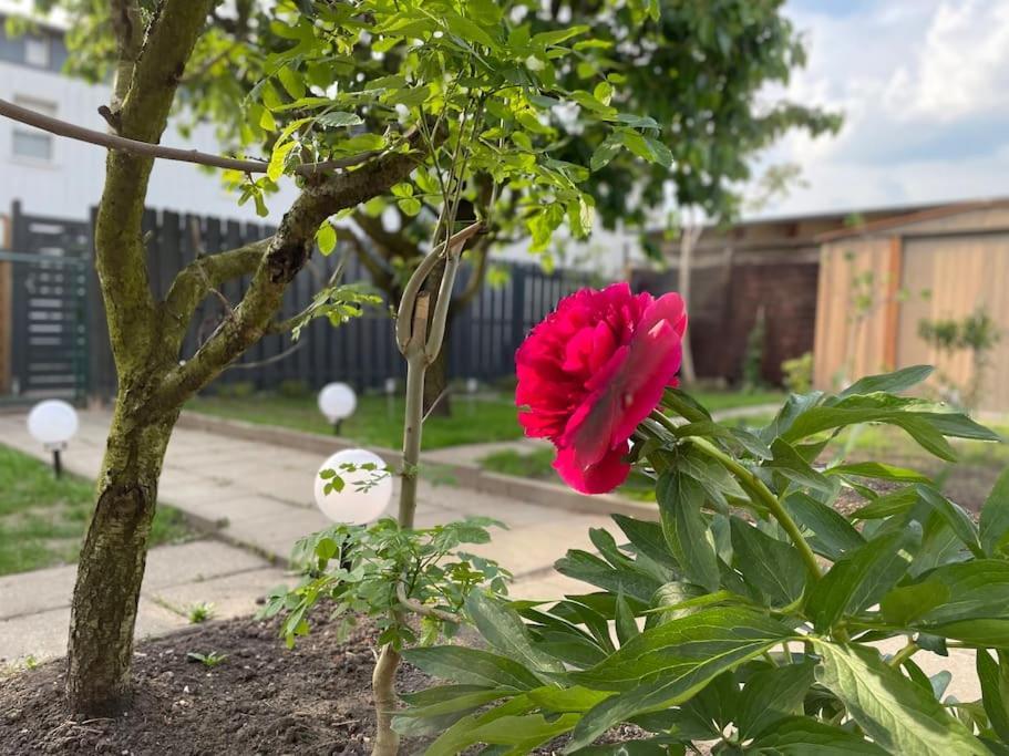 Schoenes Reihenhaus Mit Garten Magdeburg Luaran gambar